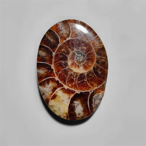 Ammonite Cabochon