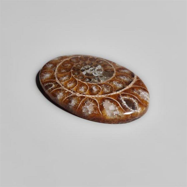 Ammonite