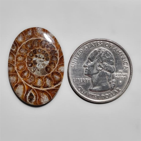 Ammonite