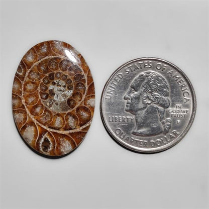 Ammonite