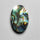 Abalone Shell