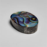 Abalone Shell