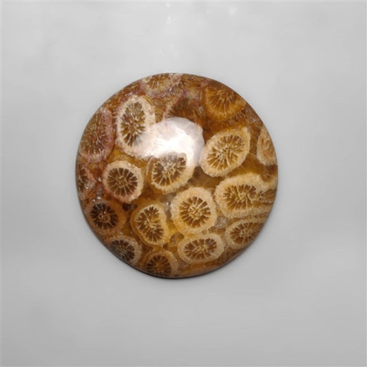 Fossil Coral