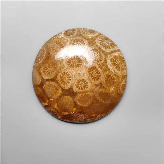 Fossil Coral