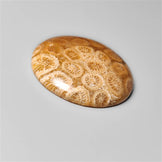 Fossil Coral