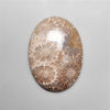 Fossil Coral