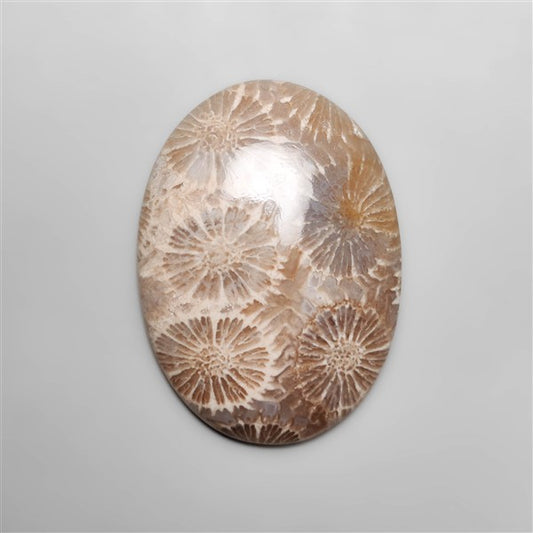 Fossil Coral