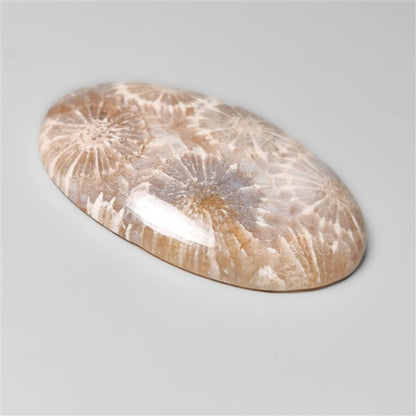 Fossil Coral