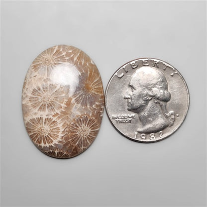 Fossil Coral