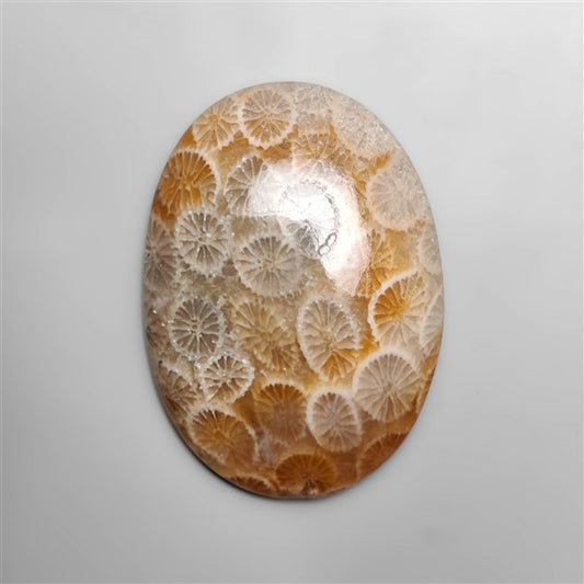 Fossil Coral