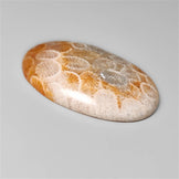 Fossil Coral