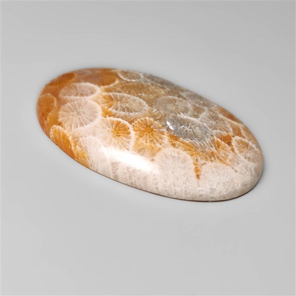 Fossil Coral
