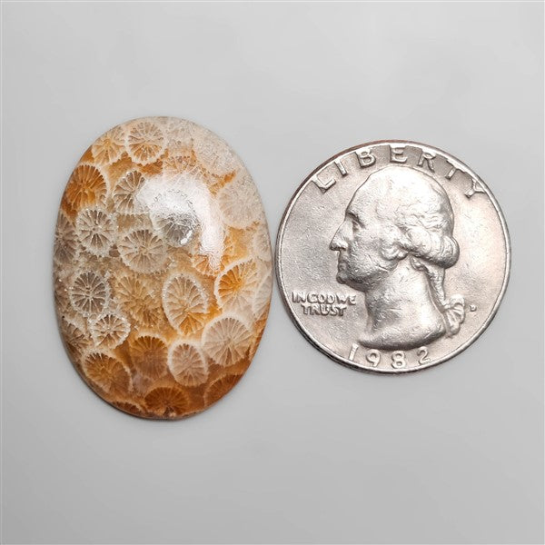 Fossil Coral