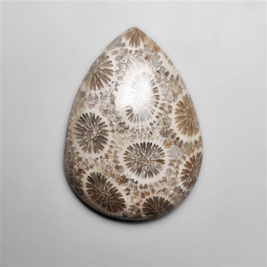Fossil Coral