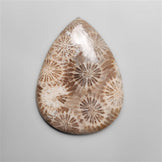 Fossil Coral