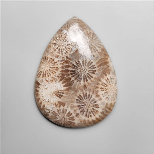 Fossil Coral