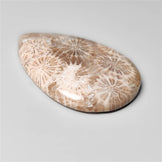 Fossil Coral