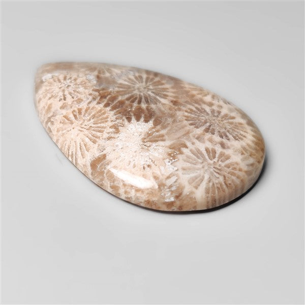 Fossil Coral