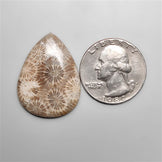 Fossil Coral