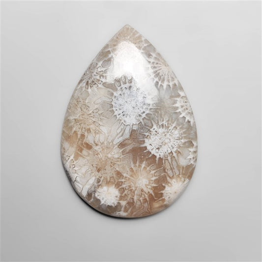 Fossil Coral