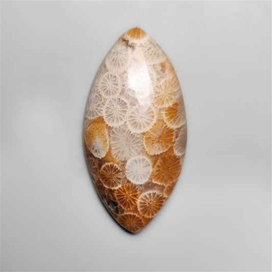 Fossil Coral