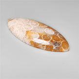 Fossil Coral