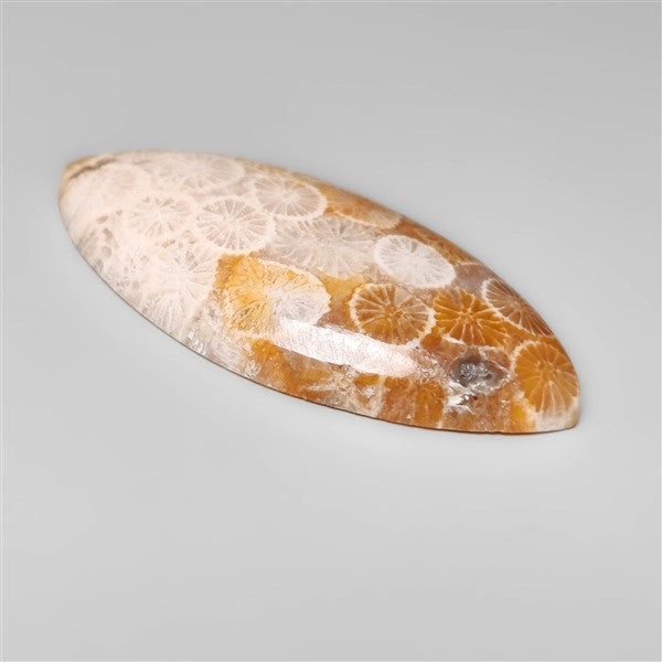 Fossil Coral