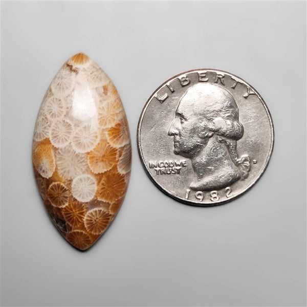 Fossil Coral