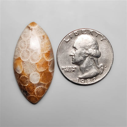 Fossil Coral