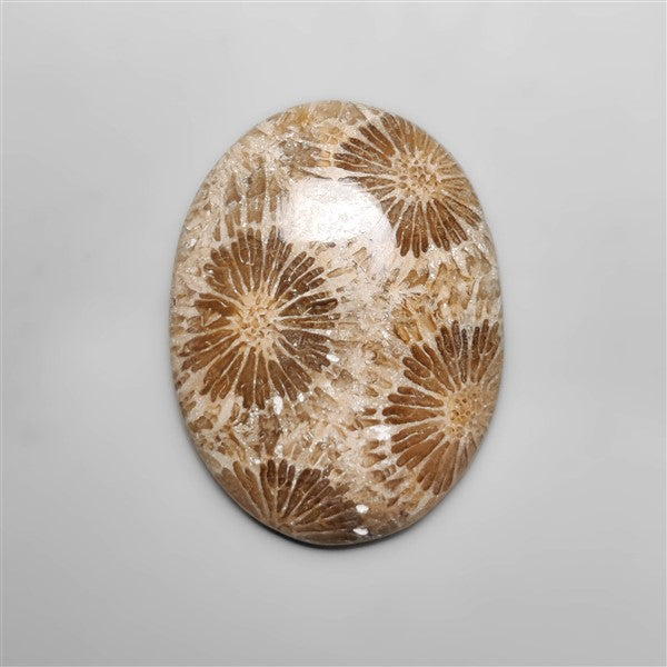 Fossil Coral