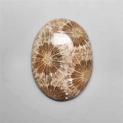 Fossil Coral