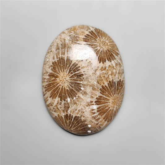 Fossil Coral