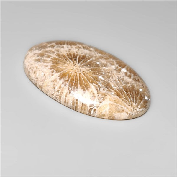 Fossil Coral
