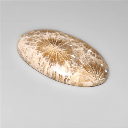 Fossil Coral