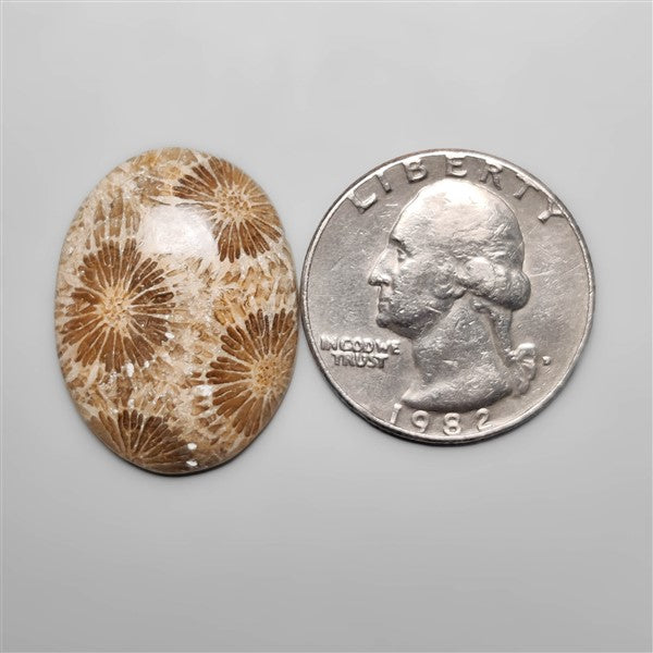Fossil Coral