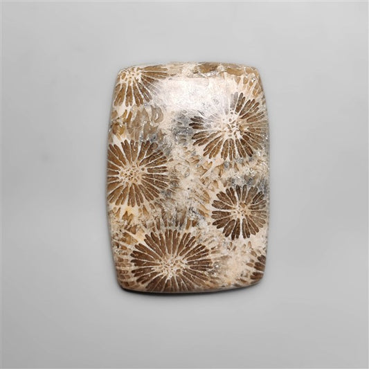 Fossil Coral