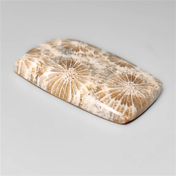 Fossil Coral