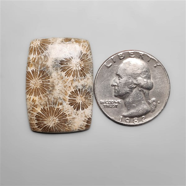 Fossil Coral