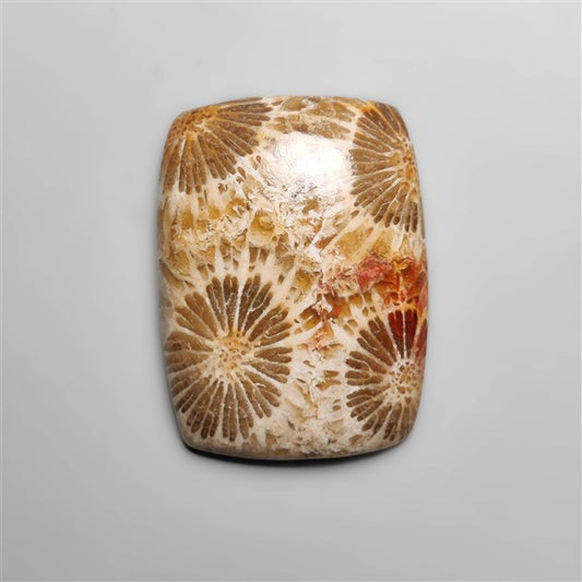Fossil Coral