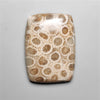 Fossil Coral