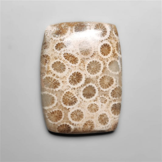 Fossil Coral