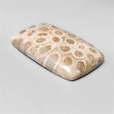 Fossil Coral