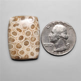 Fossil Coral