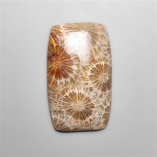 Fossil Coral