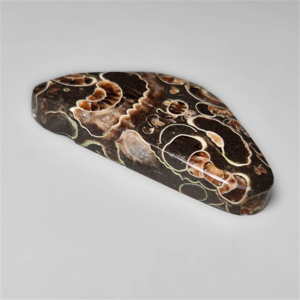 Rare Fossil Marston Marble Cabochon