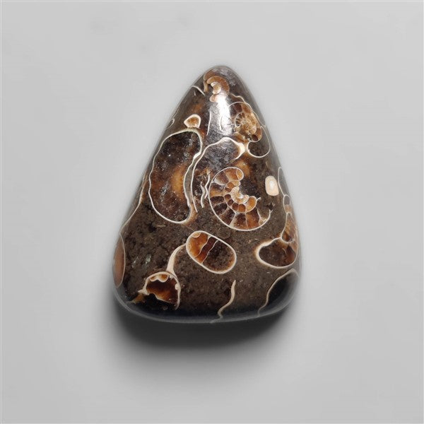 Rare Fossil Marston Marble Cabochon
