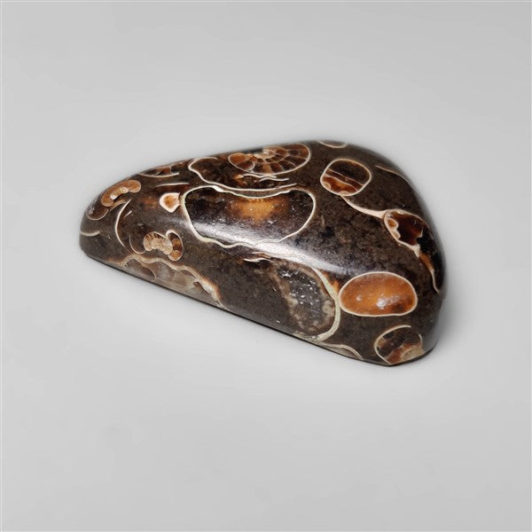 Rare Fossil Marston Marble Cabochon