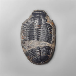 Rare Trilobite Fossil
