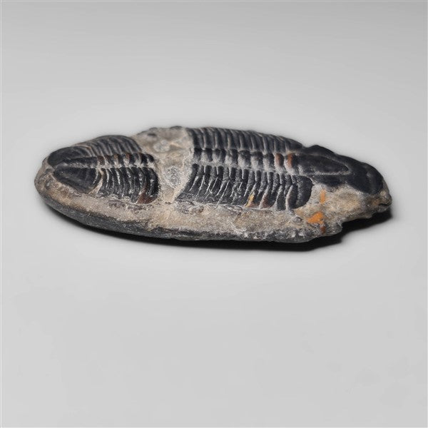 Trilobite Fossil