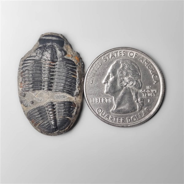 Trilobite Fossil
